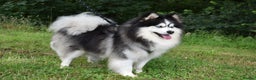 Pomsky dogs for stud: American Import blue eyed F3 Pomsky Bb/Dd in Ammanford - Advert 1