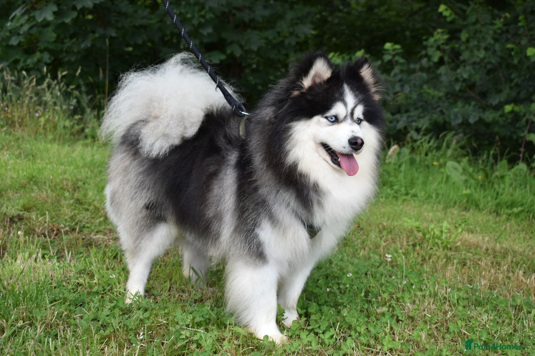 Pomsky dogs for stud: American Import blue eyed F3 Pomsky Bb/Dd in Ammanford - Image 1