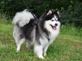 Pomsky dogs American Import blue eyed F3 Pomsky Bb/Dd in Ammanford - Advert 1