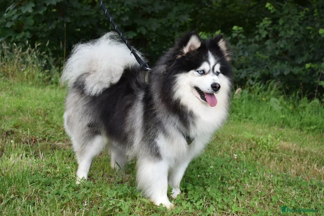 Pomsky dogs for stud: American Import blue eyed F3 Pomsky Bb/Dd in Ammanford - Advert 1