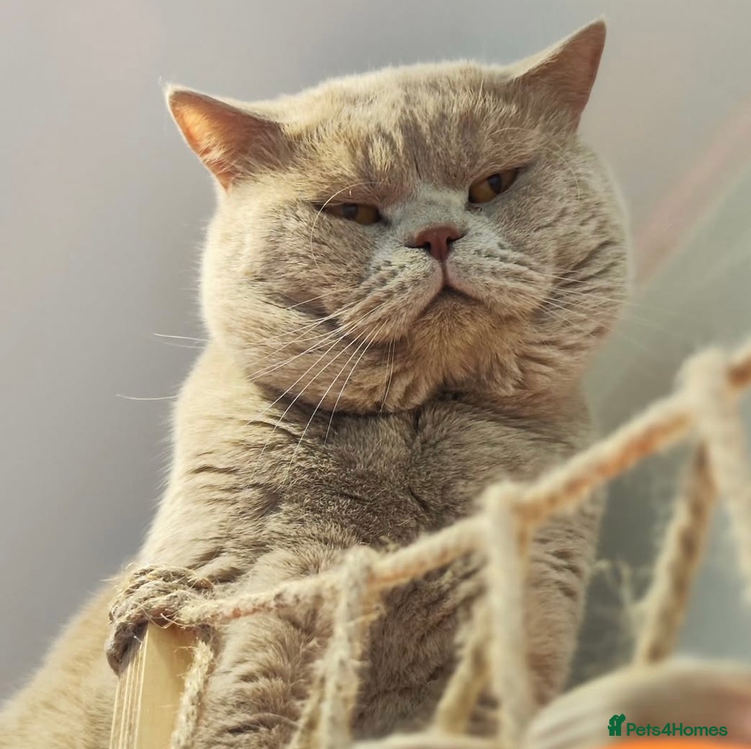 British Shorthair cats for sale: Beautiful Lilac British Shorthair Male Kitten - Advert 7