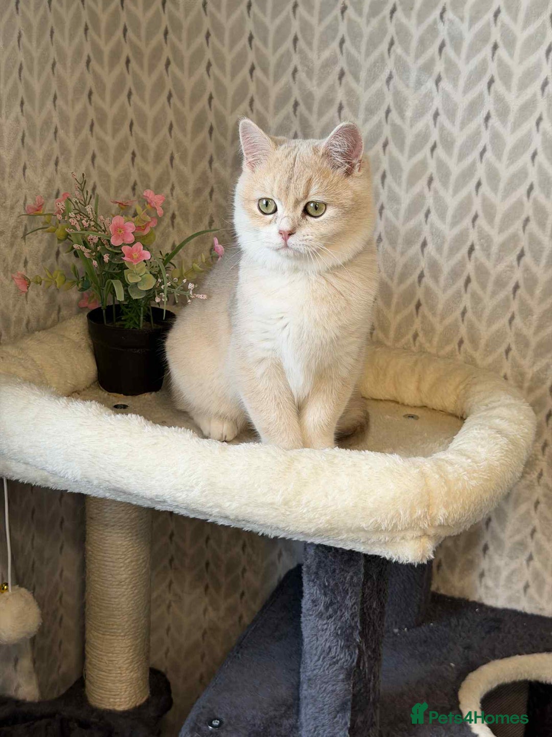 British Shorthair cats for sale: ⭐️TICA chunky golden BRITISH SHORTHAIR  - Advert 9