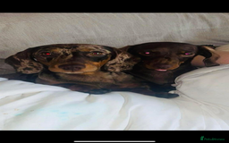 Miniature Dachshund dogs for sale: Miniature dachshund  - Image 7