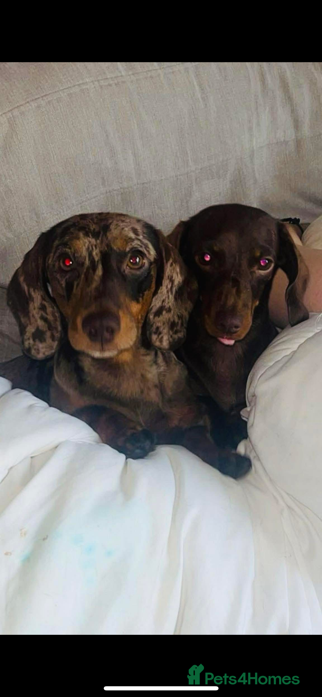 Miniature Dachshund dogs for sale: Miniature dachshund  - Image 7