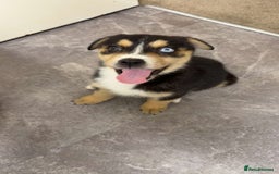 Mixed Breed dogs for sale: "Stormi" female puppy - Image 4