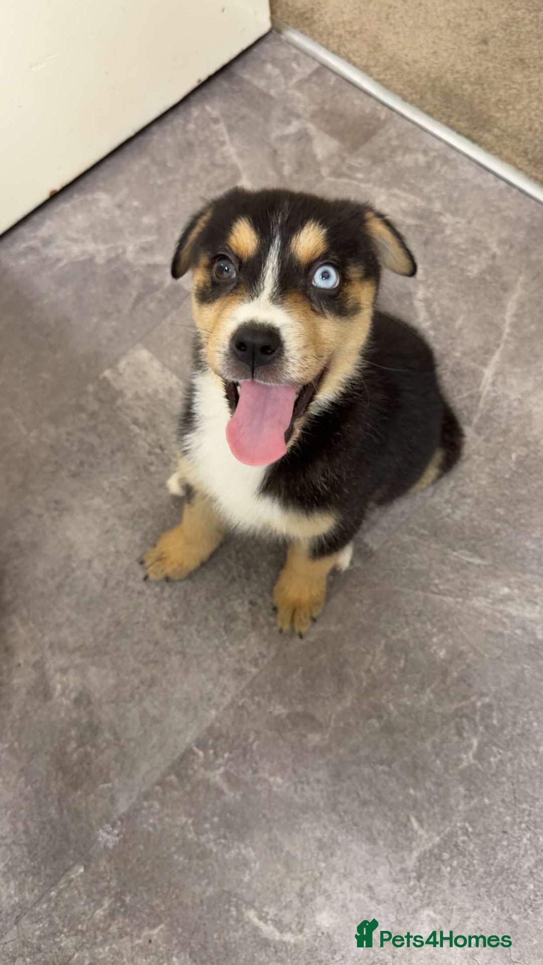 Mixed Breed dogs for sale: "Stormi" female puppy - Image 4