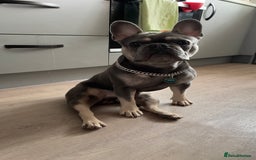 French Bulldog dogs for stud: Dog for stud - Image 10