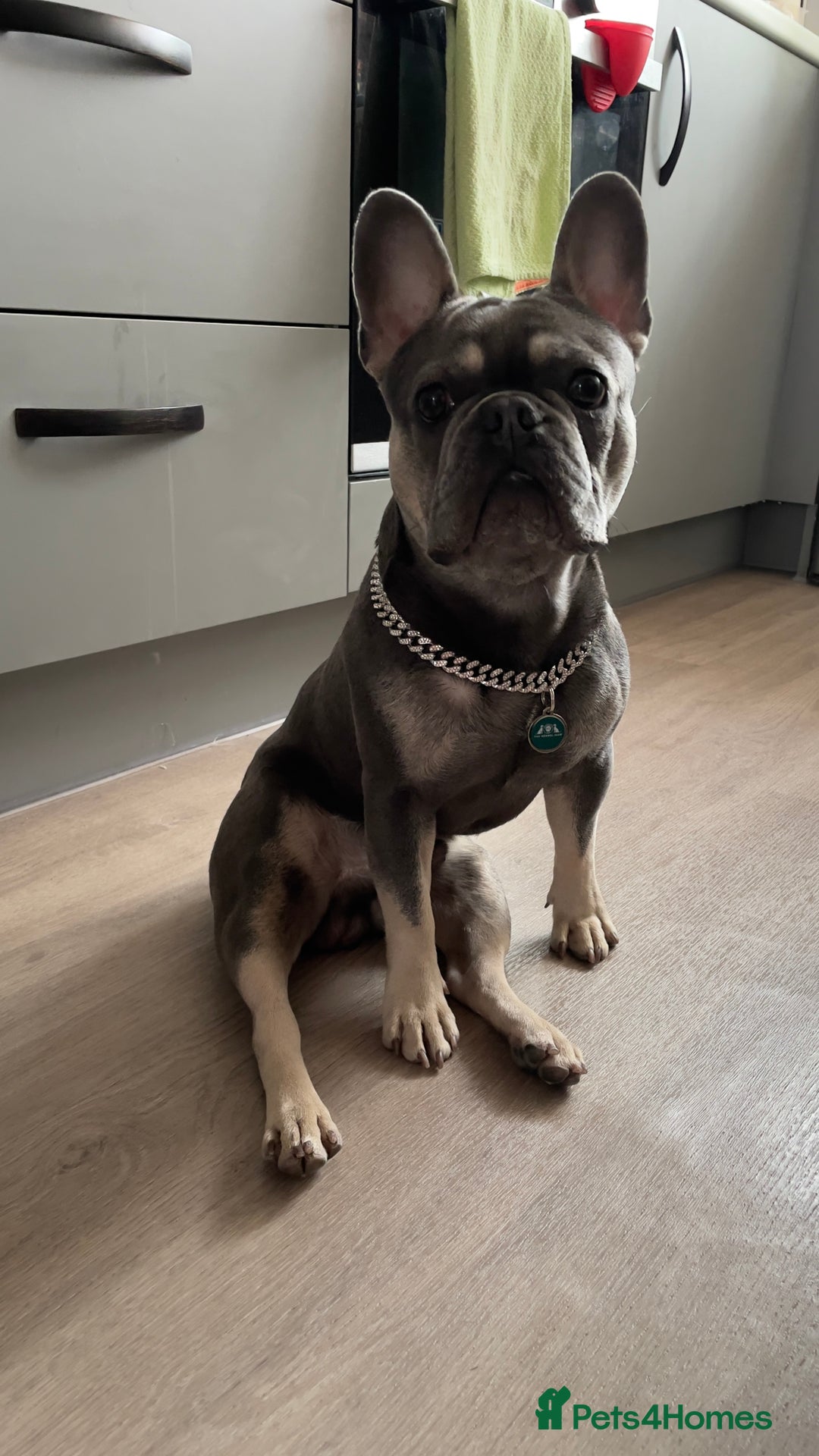 French Bulldog dogs for stud: Dog for stud - Image 10