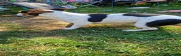 Jack Russell dogs for stud: Female jack russel looking for stud boy - Advert 3
