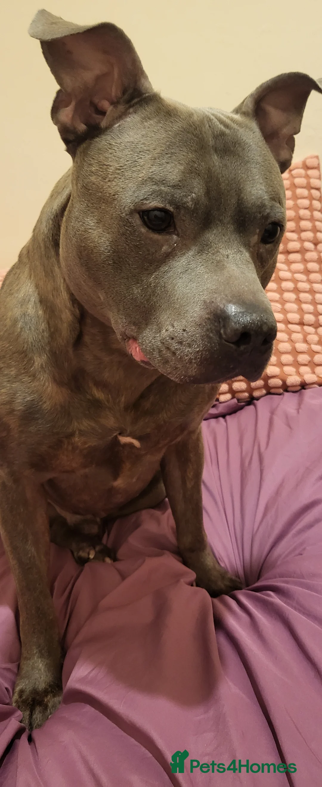 Staffordshire Bull Terrier dogs for sale: 8 year old Blue Staffy - Advert 1