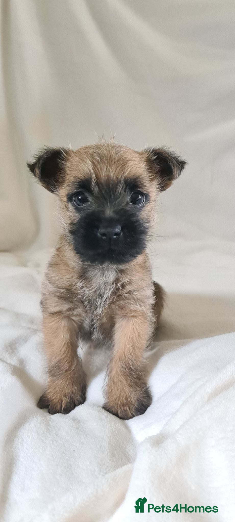 Cairn Terrier dogs Beautiful cairn terrier puppies - Advert 1