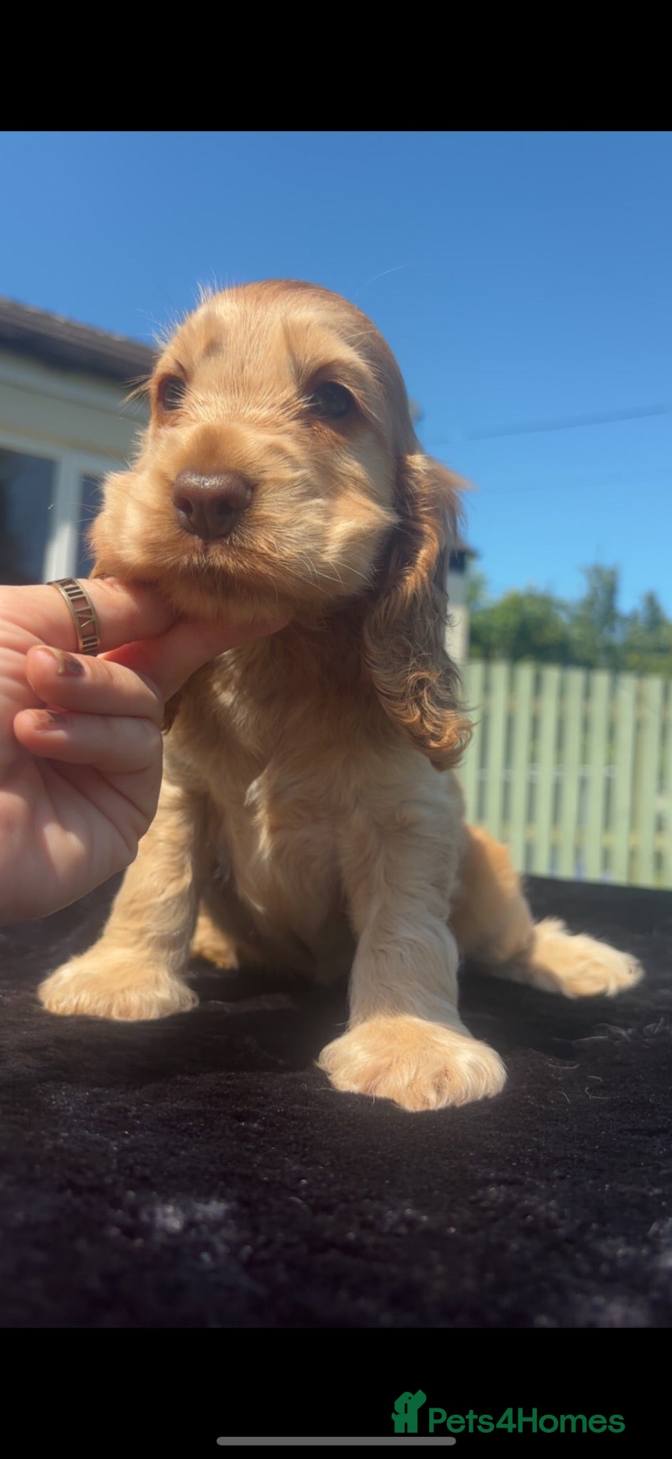Cocker Spaniel dogs KC Registered Sable Show cocker spaniels  - Advert 1