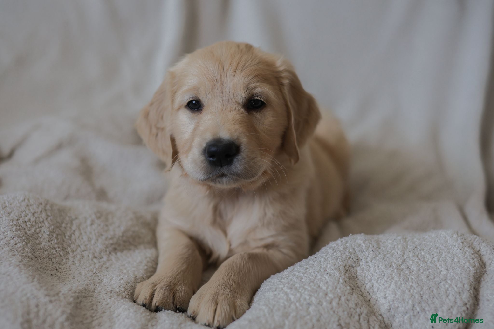 Golden Retriever dogs 2 x six week old Golden Retriever/Goldador boys - Advert 1