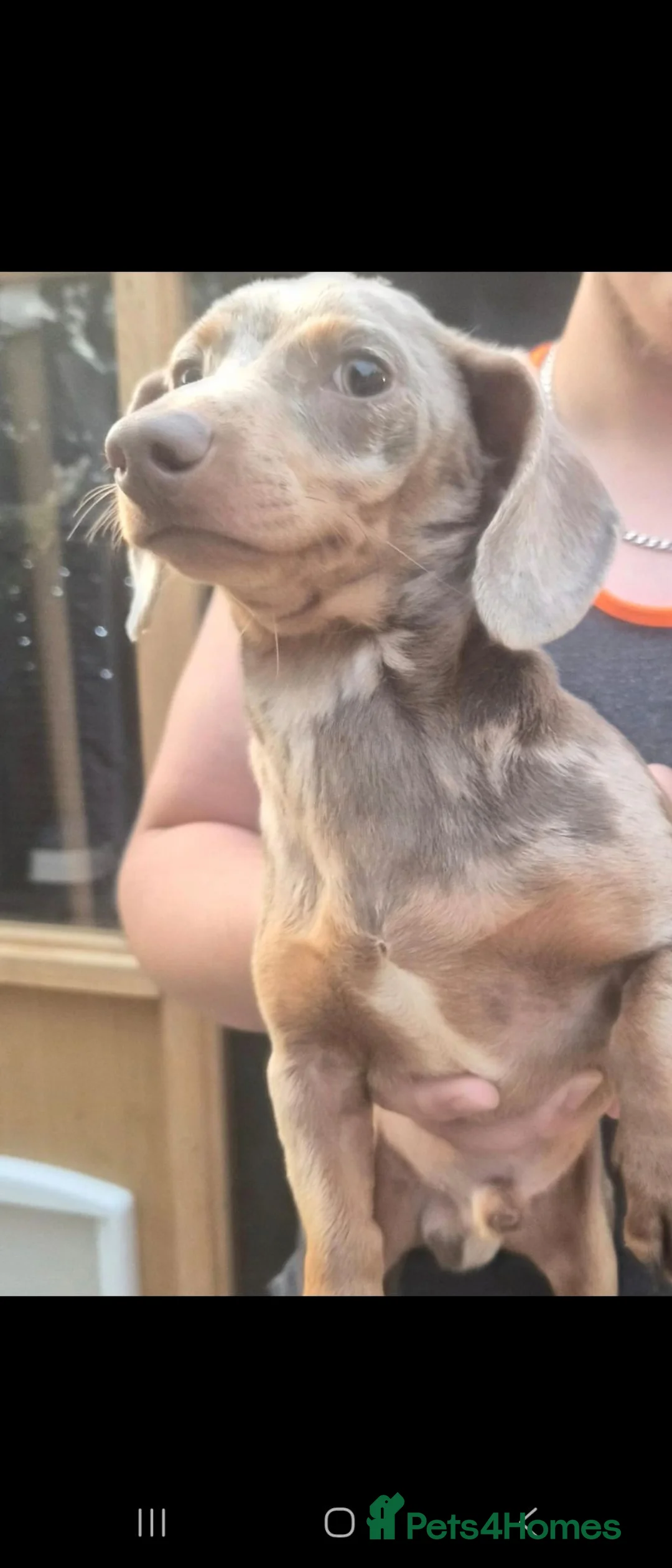 Dachshund dogs for sale: 2 girls one boy 8 months old in Diss - Advert 5