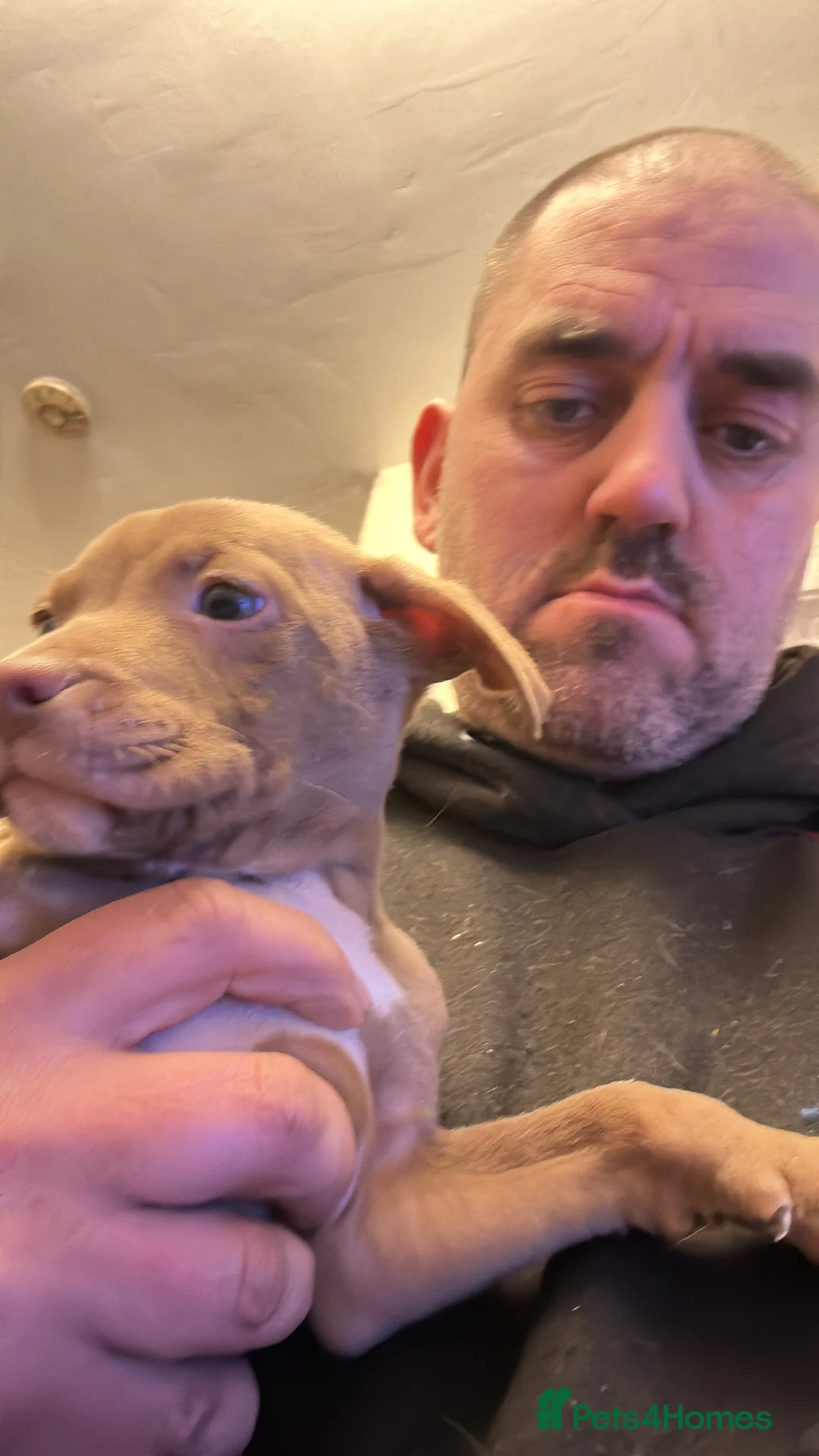 Staffordshire Bull Terrier dogs for sale: Puppies for sale - Advert 15