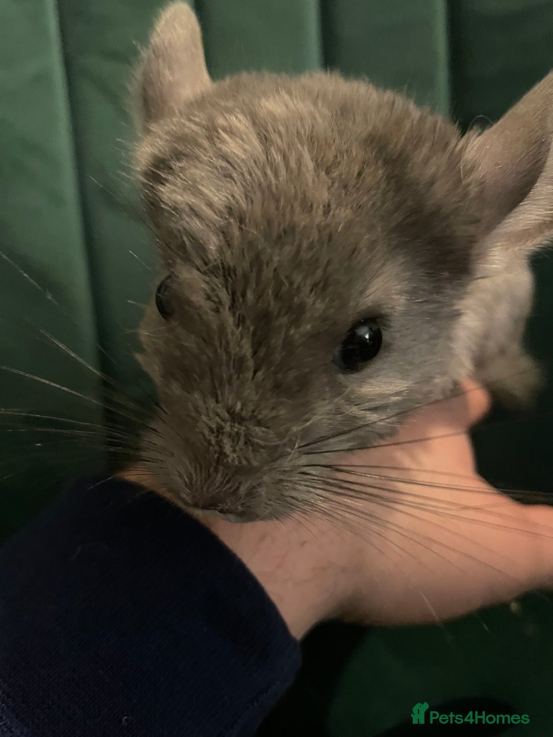 Chinchilla rodents for sale: Chinchilla girl  - Advert 5