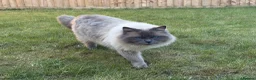 Ragdoll cats for sale: 18 months old Gorgeous blue point ragdoll male - Advert 5