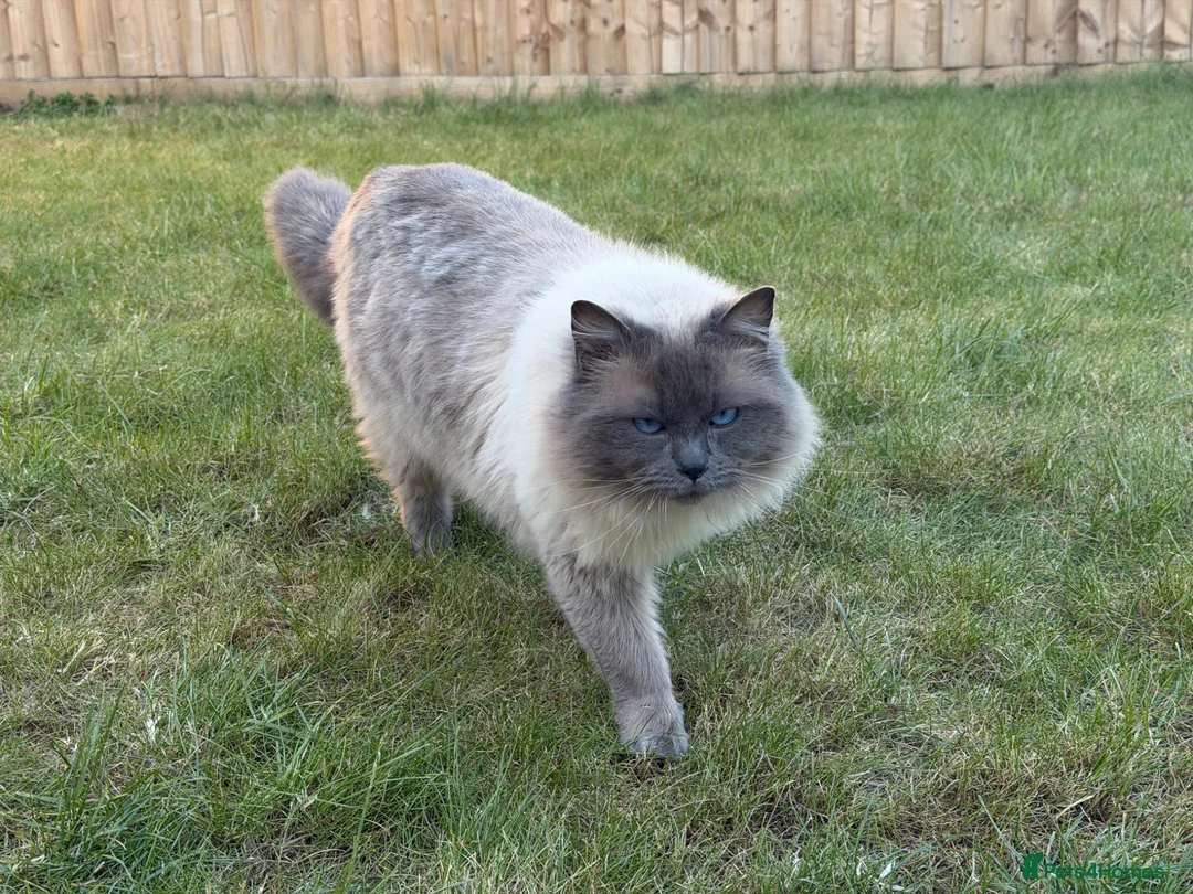 Ragdoll cats for sale: 18 months old Gorgeous blue point ragdoll male - Advert 5