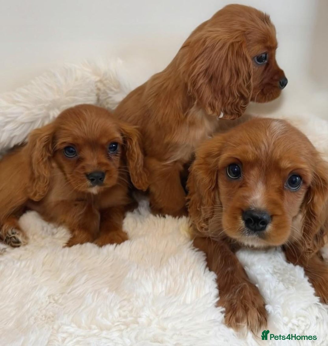 Cavalier King Charles Spaniel dogs for sale: 8 beautiful King Charles Cavalier spaniel puppies - Advert 12