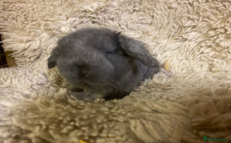 Mini Lop rabbits - Advert 17