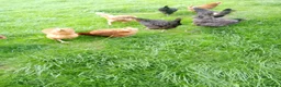 Hens poultry for sale: Laying hens for sale - Advert 3