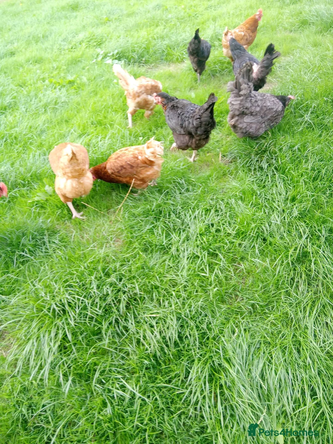 Hens poultry for sale: Laying hens for sale - Advert 3