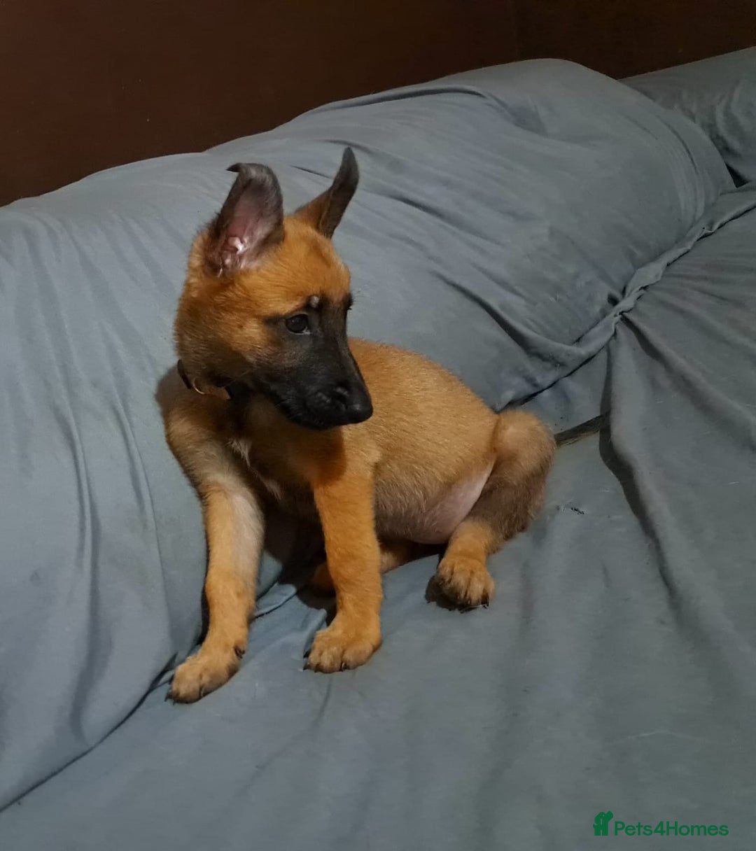 Belgian Shepherd Dog dogs for sale: Belgian malinois puppies for sale  - Image 14