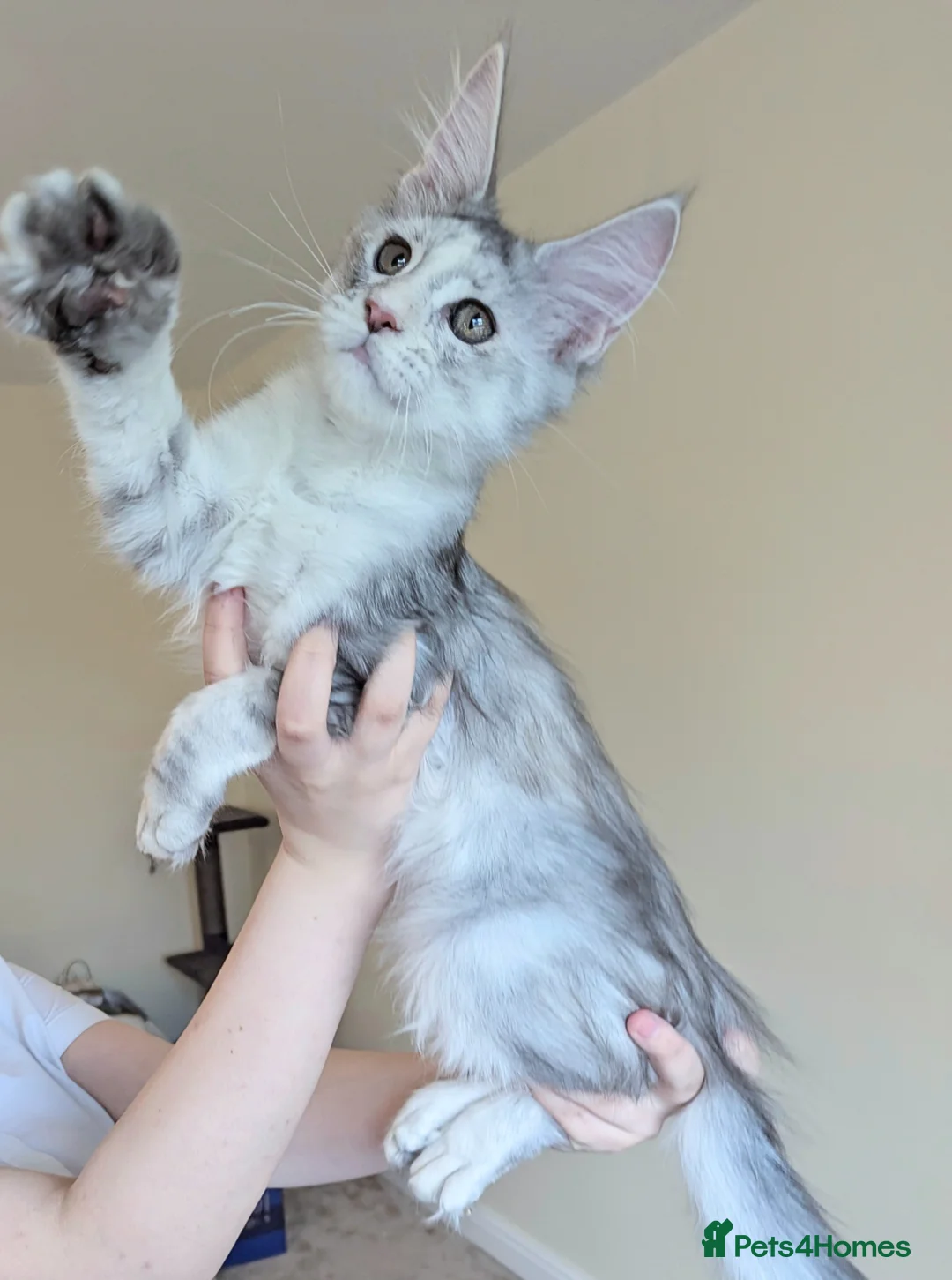 Maine Coon cats for sale: Champion Line Registered Female Kittens  - Advert 2