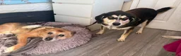Mixed Breed dogs for adoption: Spritzer - great Ellingham Norfolk  in Attleborough - Advert 6