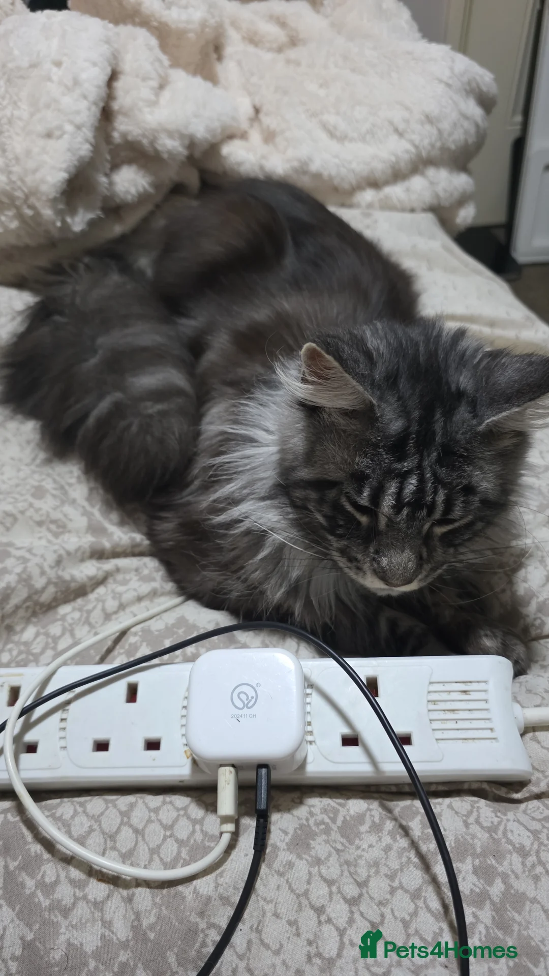 Mixed Breed cats for sale: 6 half maincoons - Advert 2