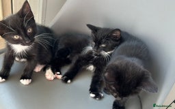 British Longhair cats for sale: Mixed breed kittens long hair Ready now! in Sevenoaks - Image 17