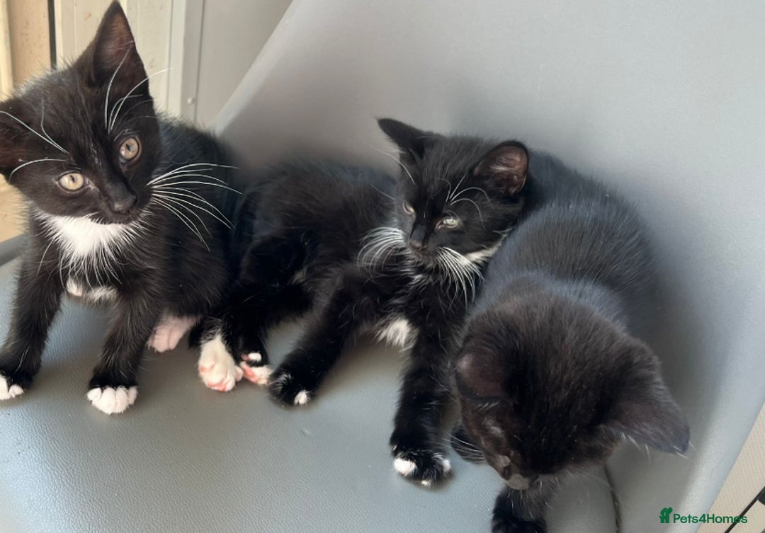 British Longhair cats for sale: Mixed breed kittens long hair Ready now! in Sevenoaks - Image 17