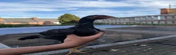 Mixed Breed poultry for sale: BrazillianXGerman O shamo - Advert 10