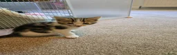 Mixed Breed cats for sale: Adorable Playful Kittens Ready To Reserve - Advert 19