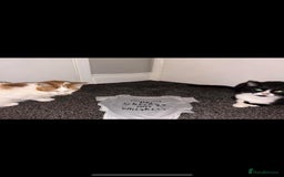 British Shorthair cats for sale: Best friends looking for new home  - Image 3