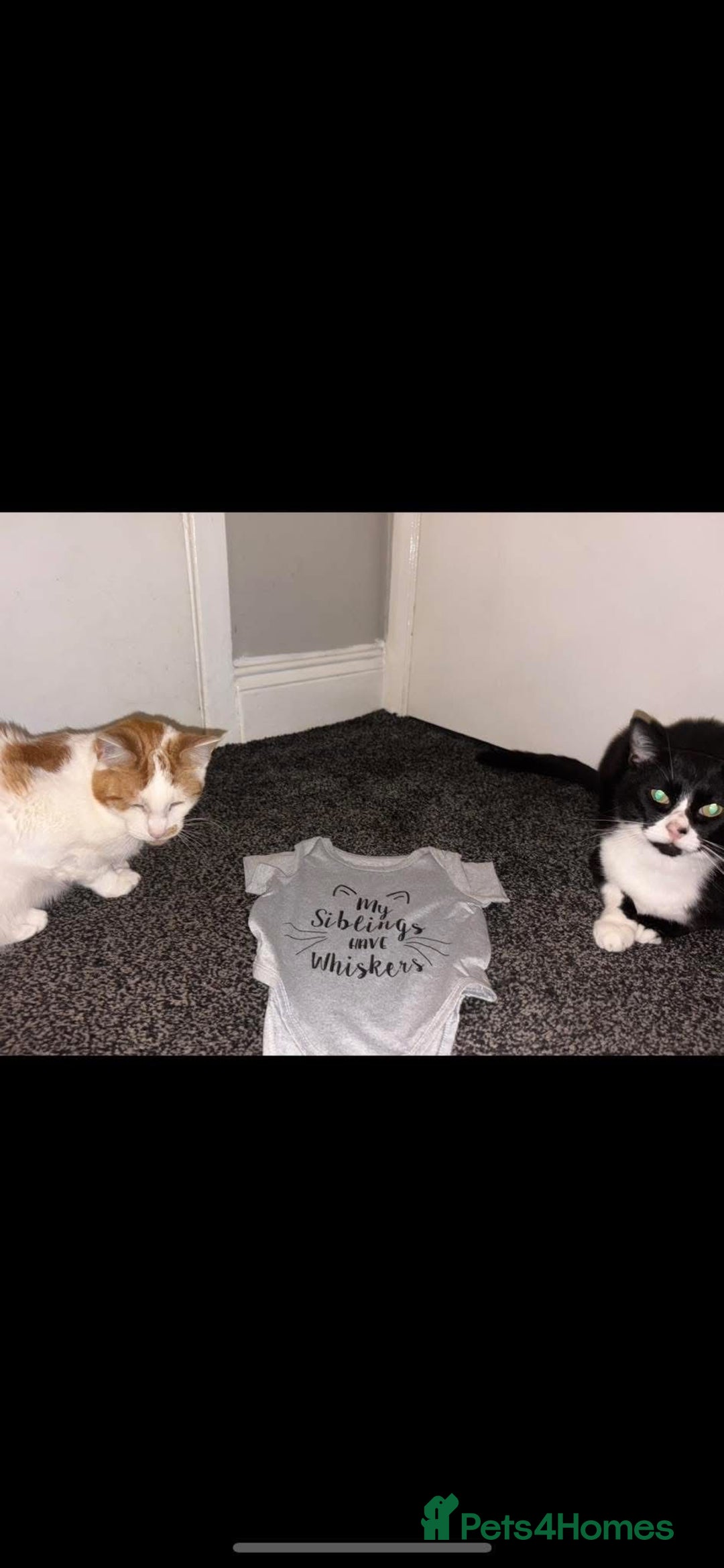 British Shorthair cats for sale: Best friends looking for new home  - Image 3