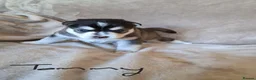 Pomsky dogs for sale: Stunning Pomsky Puppies  in Chesterfield - Advert 20