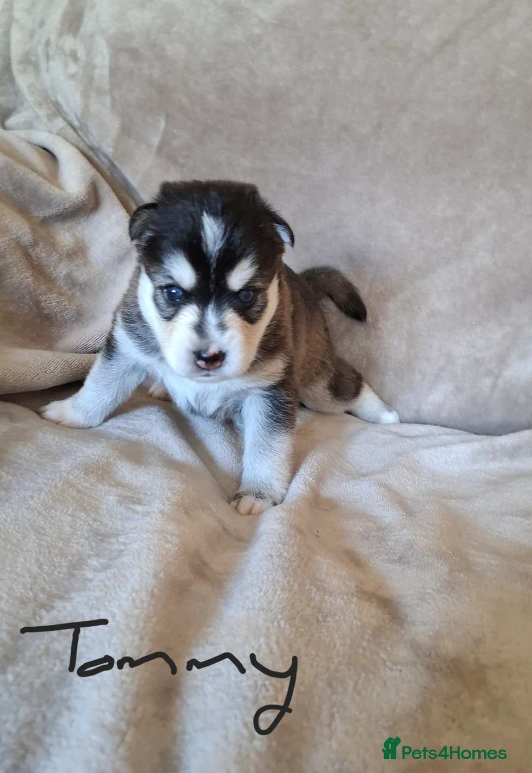Pomsky dogs for sale: Stunning Pomsky Puppies  in Chesterfield - Advert 20