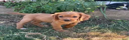 Cocker Spaniel dogs for sale: Cocker spaniel puppies  - Advert 2