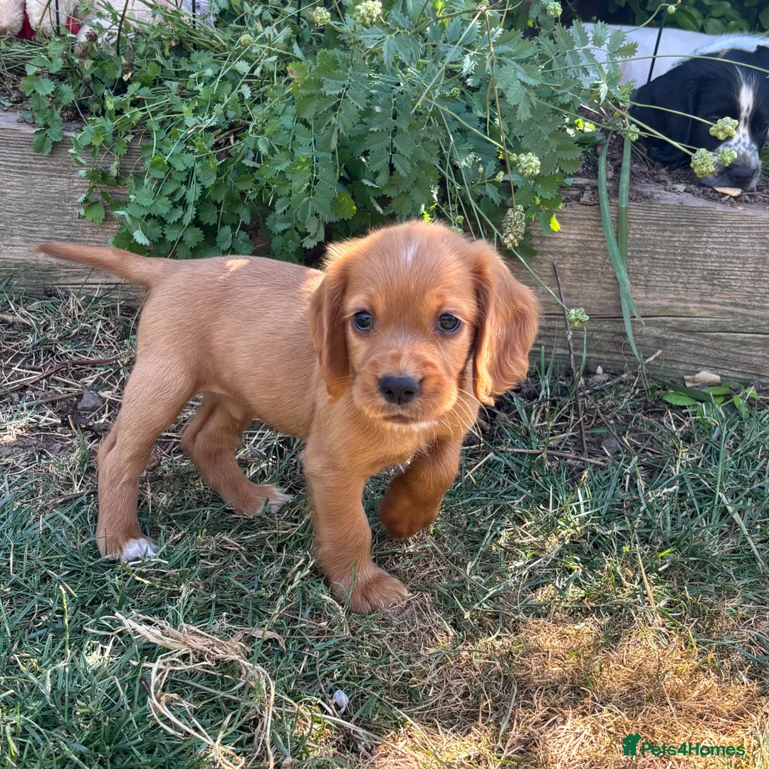Cocker Spaniel dogs for sale: Cocker spaniel puppies  - Advert 2