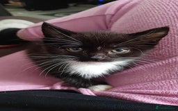 British Shorthair cats for sale: male kitten - Image 2