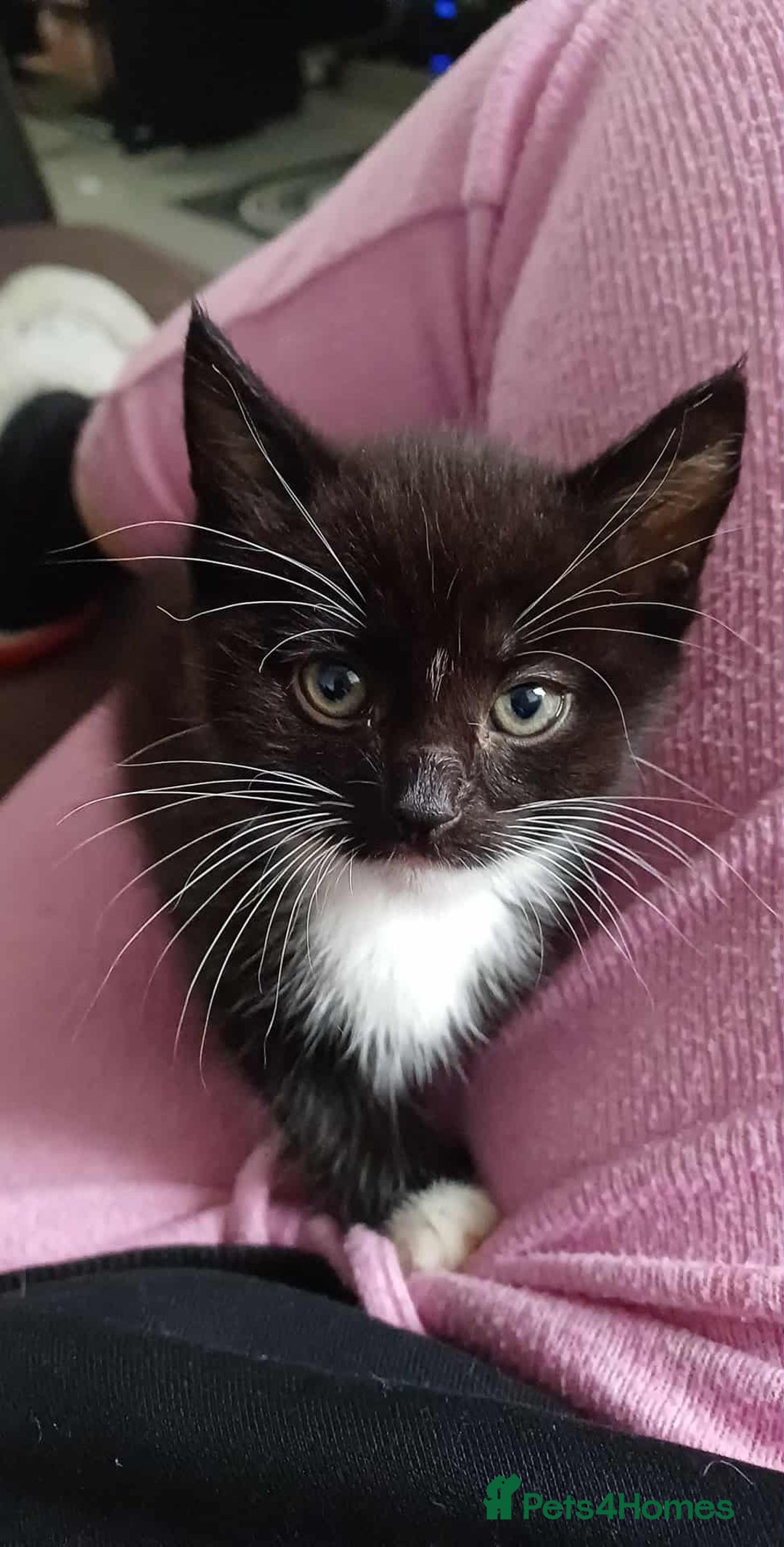 British Shorthair cats for sale: male kitten - Image 2