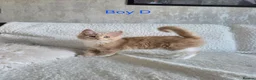 Maine Coon cats for sale: Maine Coon X Kittens in Bolton - Advert 5