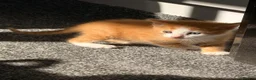 Mixed Breed cats for sale: 7 gorgeous kittens looking for a home - Advert 17