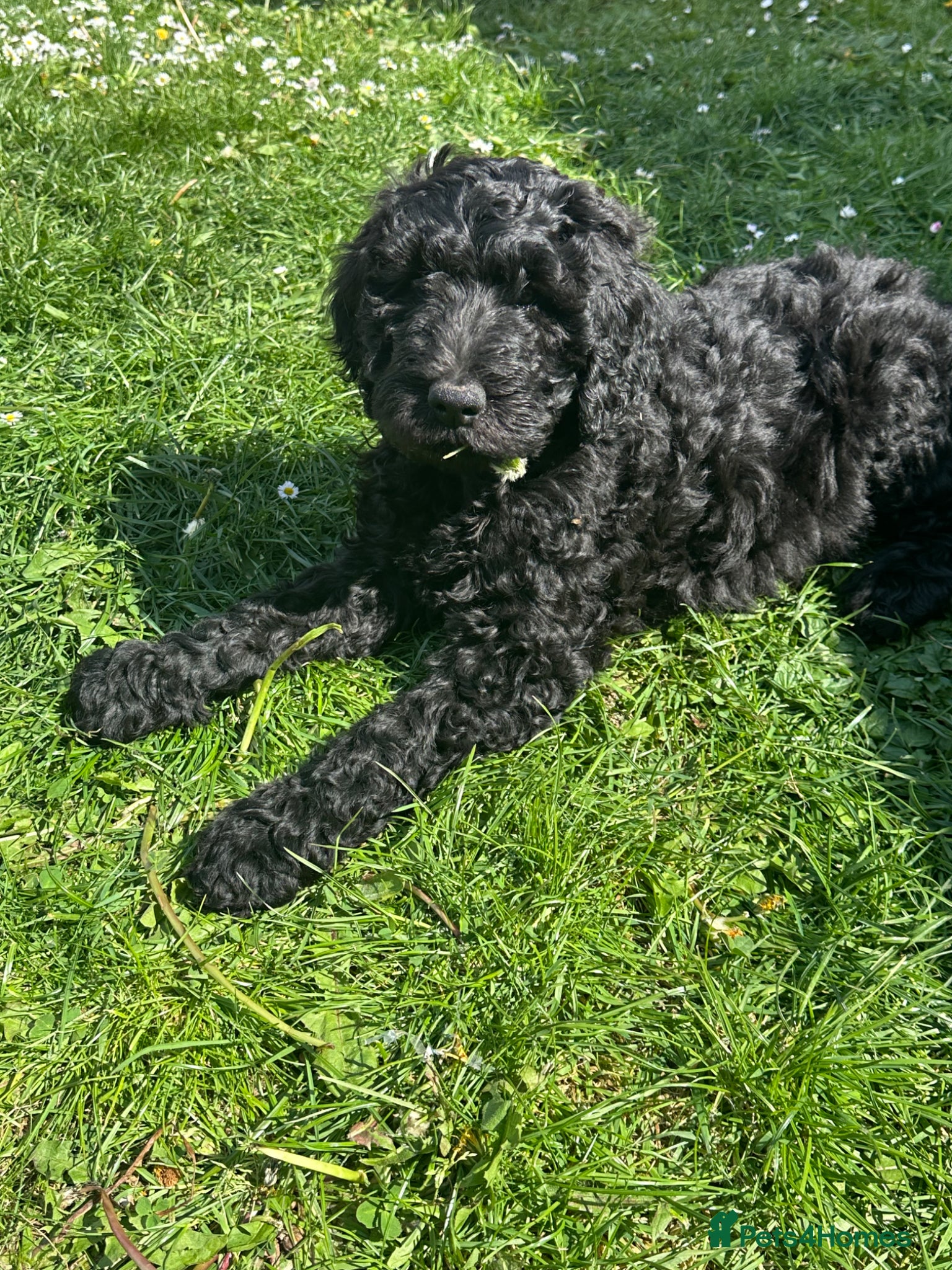 Goldendoodle dogs Goldendoodle pups health tested parents  - Advert 1