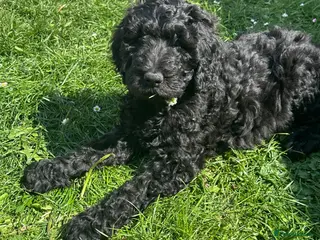 Goldendoodle dogs Goldendoodle pups health tested parents - Advert 16