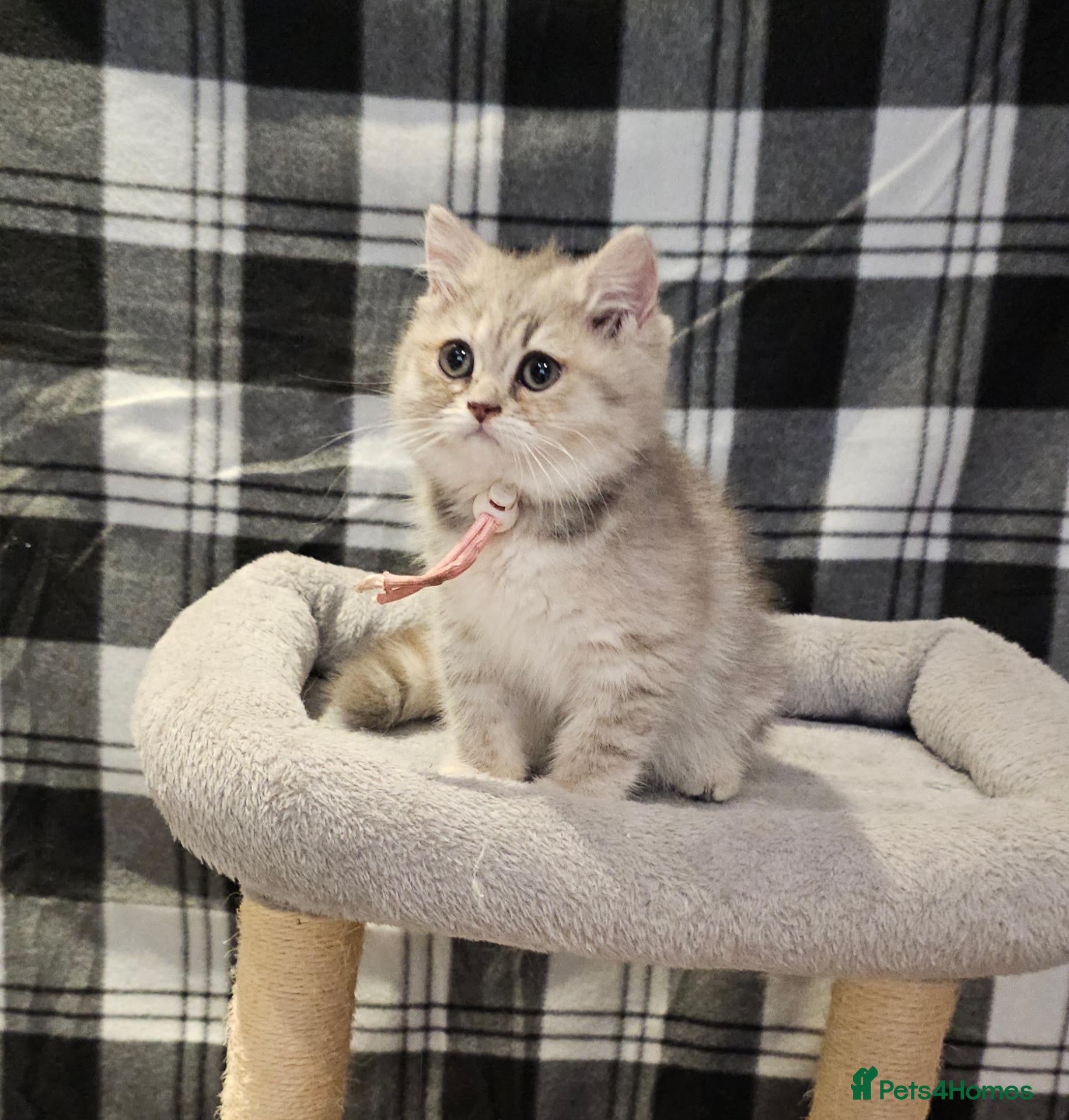 British Shorthair cats TICA registered blue golden spot female  - Advert 3