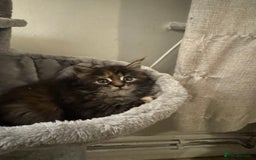 Maine Coon cats for sale: Maine Coon Kittens  - Image 8