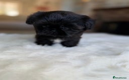 Shih Tzu dogs for sale: AMERICAN IMPERIAL SHIH TZU PUPPIES - Image 8
