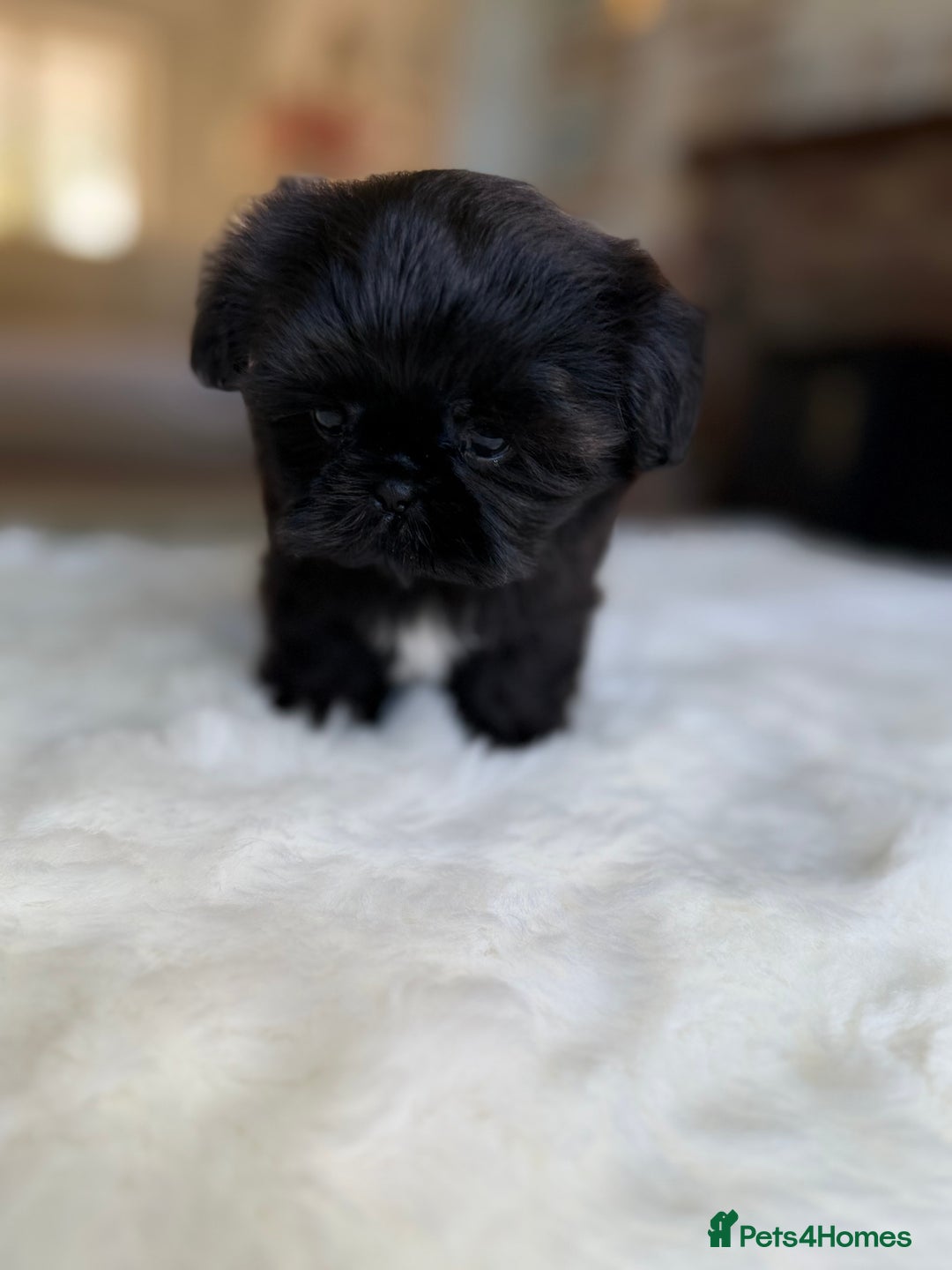 Shih Tzu dogs for sale: AMERICAN IMPERIAL SHIH TZU PUPPIES - Image 8